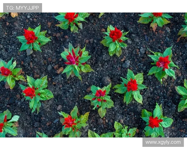 专访黄芳：探寻排球背后的成功秘诀与奋斗历程