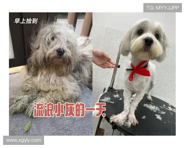 重庆街舞队逆袭之旅：从街头到舞台的奋斗与荣耀记录